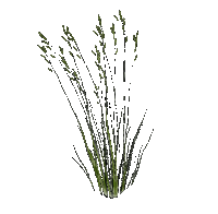 Трава - 免费动画 GIF