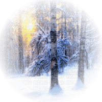 hiver foret soleil paysage winter forest sun - PNG gratuit