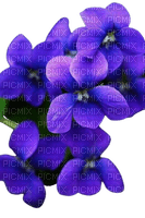 violets - png grátis