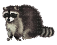 Kaz_Creations Raccoon - besplatni png