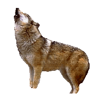 wolf milla1959 - Gratis geanimeerde GIF