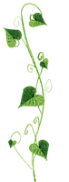 dolceluna green leaves leaf - 免费PNG