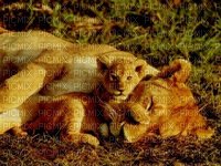 lion mignon - PNG gratuit