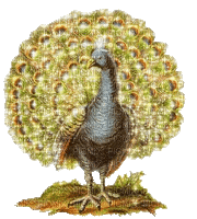 peacock pfau paon bird oiseau vogel tube animal glitter  gif anime animated animation - GIF animé gratuit