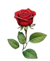 róża - png gratis