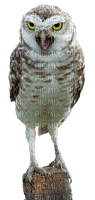 bird-owl-uggla-fågel - png gratis