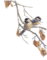 AVES - δωρεάν png