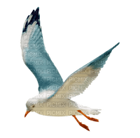 Blue DREAM  _gull_mouette - Free PNG