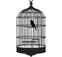 birdcage bp - Darmowy animowany GIF