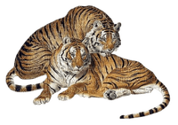 tigres ( - png ฟรี