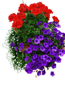 kwiaty - безплатен png