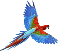 parrot bird sunshine3 - png gratis