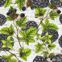 Vintage Blackberries Backgrouns - Free PNG