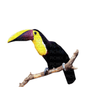 toucan - 免费PNG