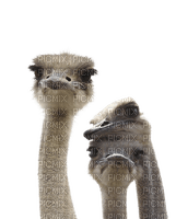 ostrich bird - nemokama png