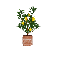 Lemon.Plant.Citron.Limón.gif.Victoriabea