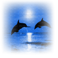 delphin dolphin dauphin sunset