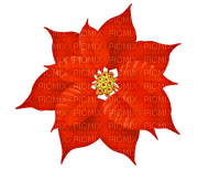 Poinsettia flower ❤️ elizamio - Free PNG