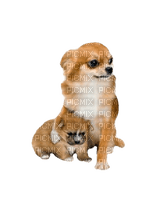 Chihuahua - δωρεάν png