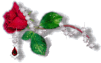 rose rouge - Gratis animerad GIF