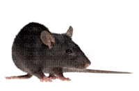 Kaz_Creations Rat Mouse - kostenlos png