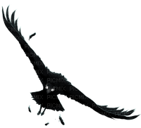 Ravens - 免费PNG