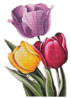 tulipe.Cheyenne63 - png gratuito