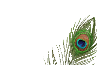 Peacock feather - Ingyenes animált GIF