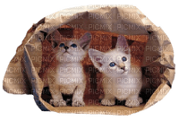 Kaz_Creations  Cats Cat Kittens Kitten - darmowe png