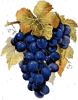 wine - Bezmaksas animēts GIF