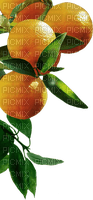 Orangen - ücretsiz png