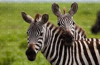 zebra bp - zdarma png