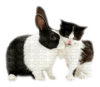 Kaz_Creations Animals Animal Cat Kitten Rabbit - фрее пнг