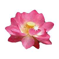 Nina flower - Free animated GIF