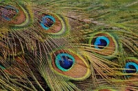 tausta, background, peacock, riikinkukko - PNG gratuit