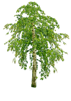 Дерево - Free PNG