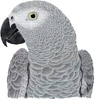 papagei - Gratis geanimeerde GIF