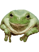 żaba - Bezmaksas animēts GIF