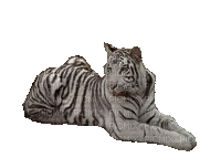 Tiger - Gratis animeret GIF