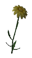 Flor - Ücretsiz animasyonlu GIF