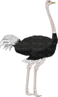 Kaz_Creations Ostrich  Birds Bird - nemokama png