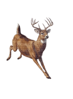 deer - besplatni png