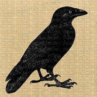 raven - PNG gratuit