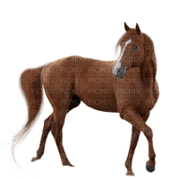 star horse - zdarma png