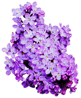 flores de colores ,adolgian - png grátis