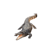 alligator - zdarma png