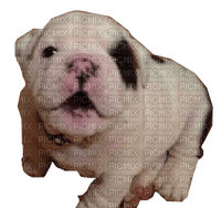 Bulldog Puppy - Free PNG