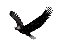 Kaz_Creations Eagle Bird - ilmainen png