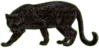 pantera - Darmowy animowany GIF