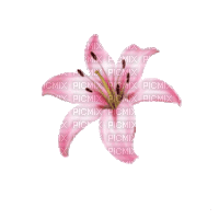 розовая лилия - GIF animado grátis